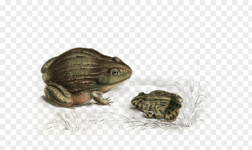 Colorado River Toad Tortoise Frog True Bufo Anaxyrus PNG