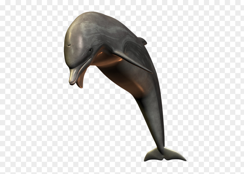 Delfin Tucuxi Common Bottlenose Dolphin Short-beaked PNG