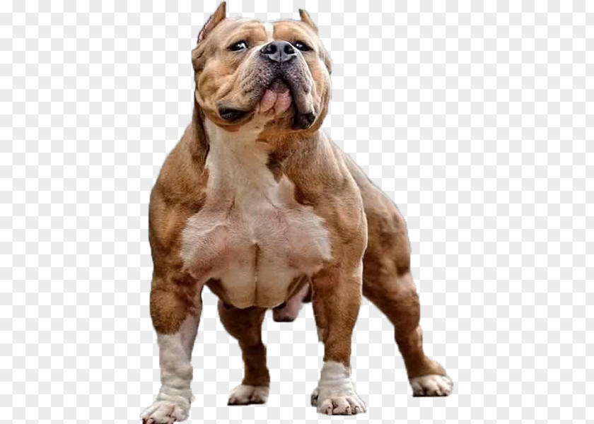 American Bully Pit Bull Terrier Rottweiler PNG