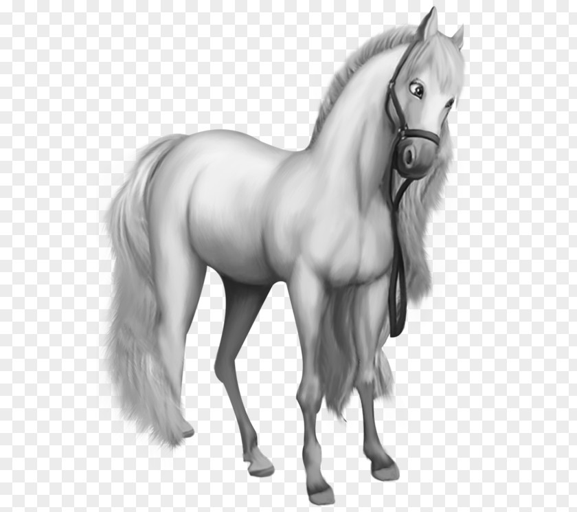 Beautiful White Morgan Horse Shetland Pony Clip Art PNG