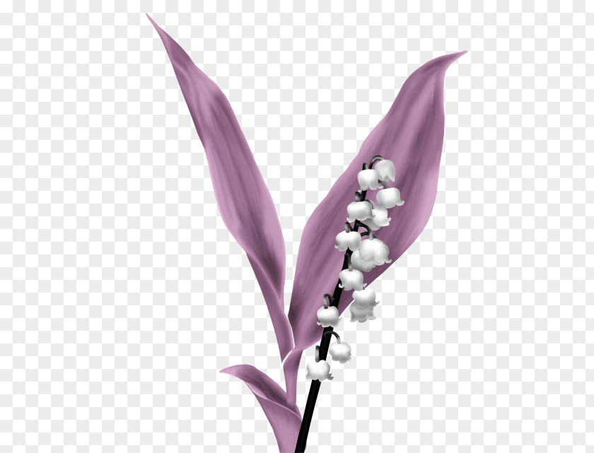 Flower Image Drawing Plants PNG