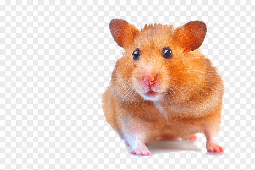 Laughing Out Loud Gerbil Hamster Fancy Mouse Dog PNG