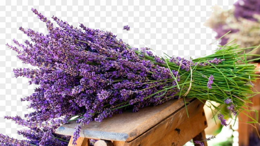 Lavender Pull Free English Flower Bouquet Oil Wallpaper PNG