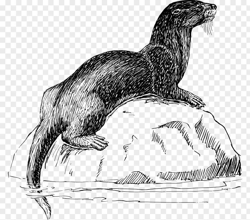 Otter Clipart Sea North American River Vertebrate Clip Art PNG