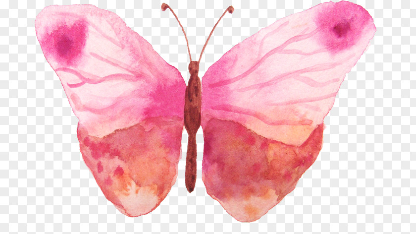 Watercolor Butterfly Painting PNG
