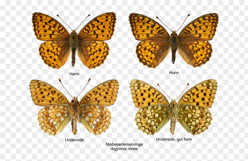 Argynnis Niobe Monarch Butterfly Pieridae Fritillary High Brown Small Pearl-bordered PNG