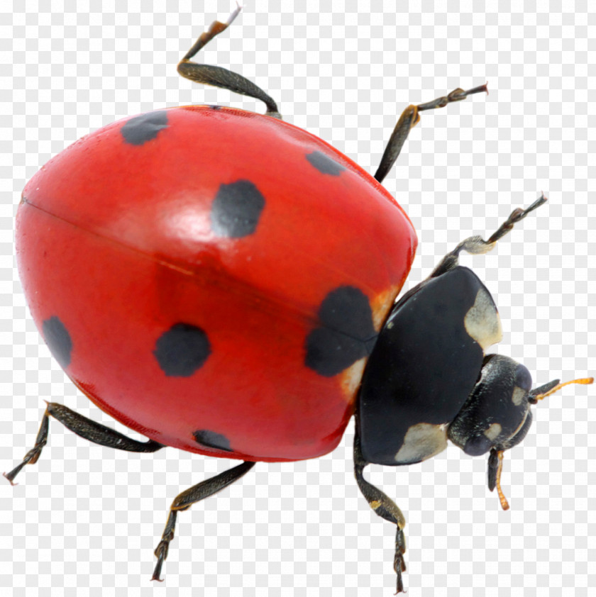 Beetle Ladybird Pest Control Ant PNG