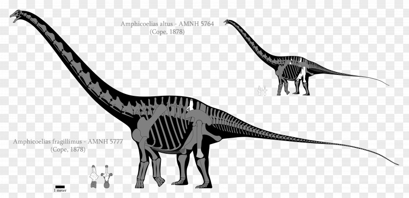 Dinosaur Amphicoelias Size Argentinosaurus Brachiosaurus Sauropoda PNG