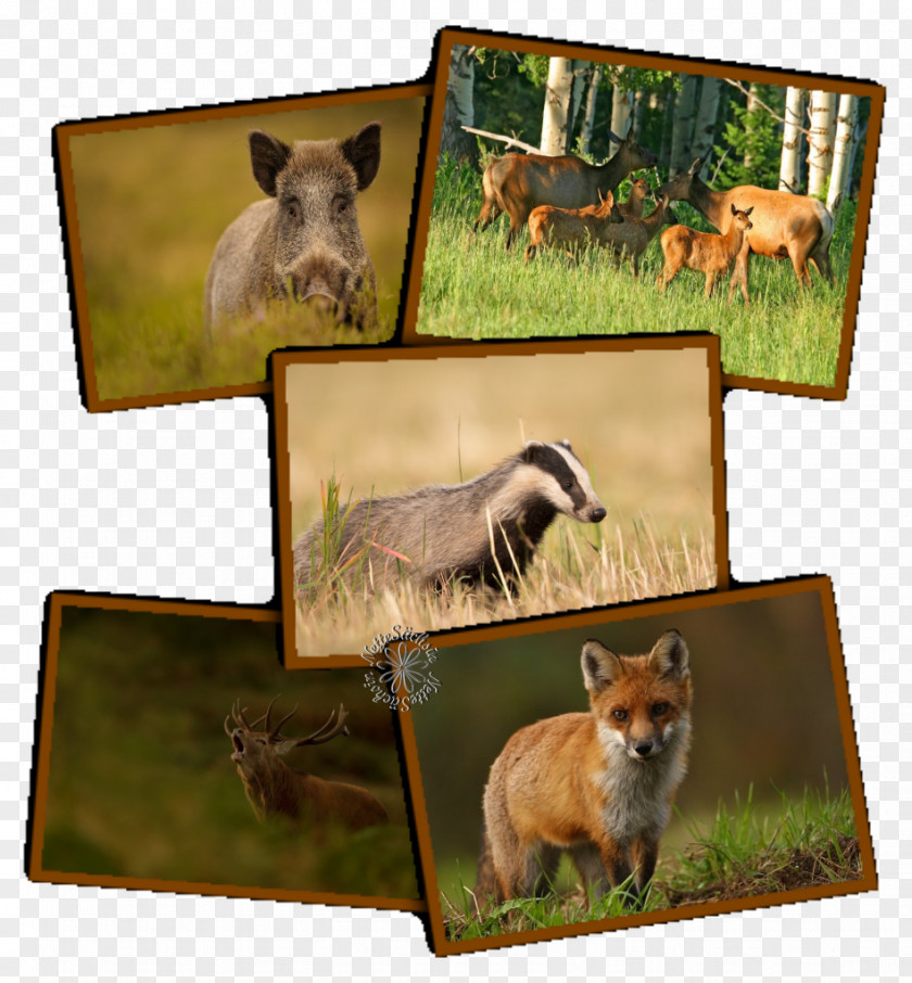 Dog Breed Fauna Marsupial Picture Frames PNG