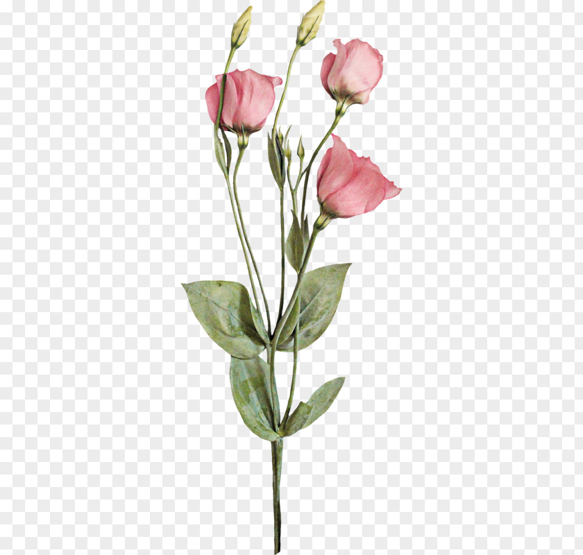 母親節 Garden Roses Cabbage Rose Cut Flowers Bud Plant Stem PNG