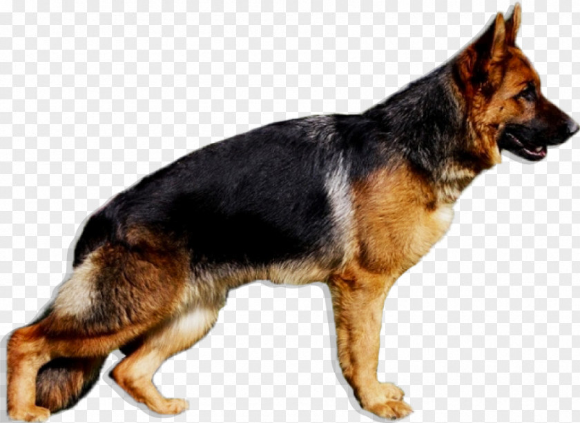 Puppy German Shepherd Australian Belgian Herding Dog PNG