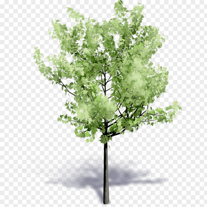 Watercolor Leaves Tree Plant Flower Building Information Modeling PNG