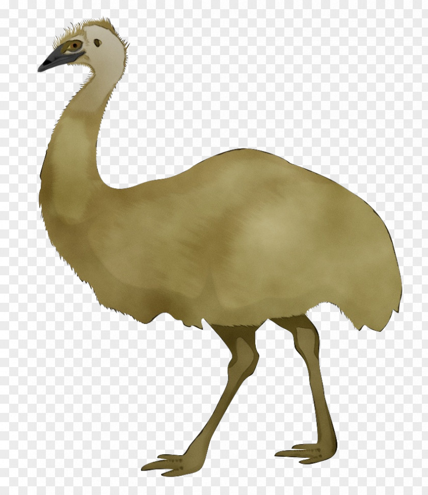 Wildlife Ostrich Flightless Bird Ratite Greater Rhea Beak PNG