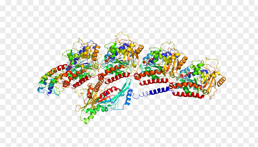 Alpertornaci Infographic Tubulin, Beta 2b Protein Ankyrin Repeat TUBA1B PNG