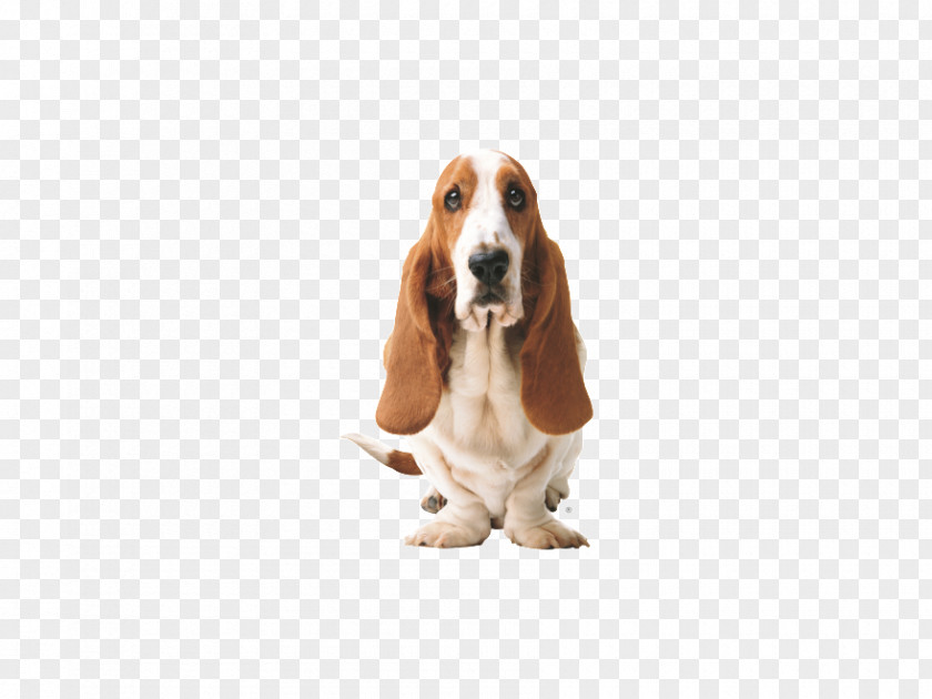 Basset Hound Picture Hush Puppies Shoe Footwear Casual Clothing PNG