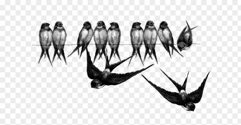 Bird Barn Swallow Crows Clip Art PNG