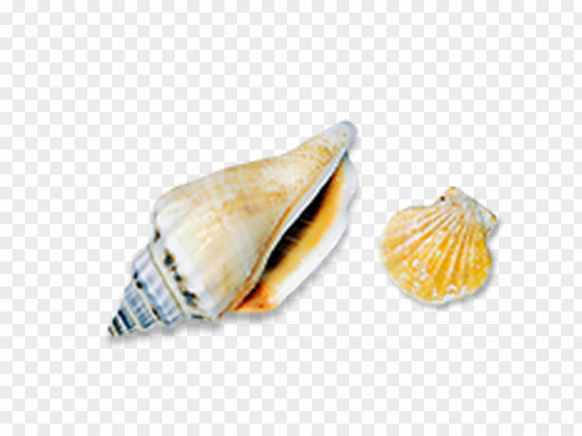 Conch Shell Seashell Sea Snail Icon PNG