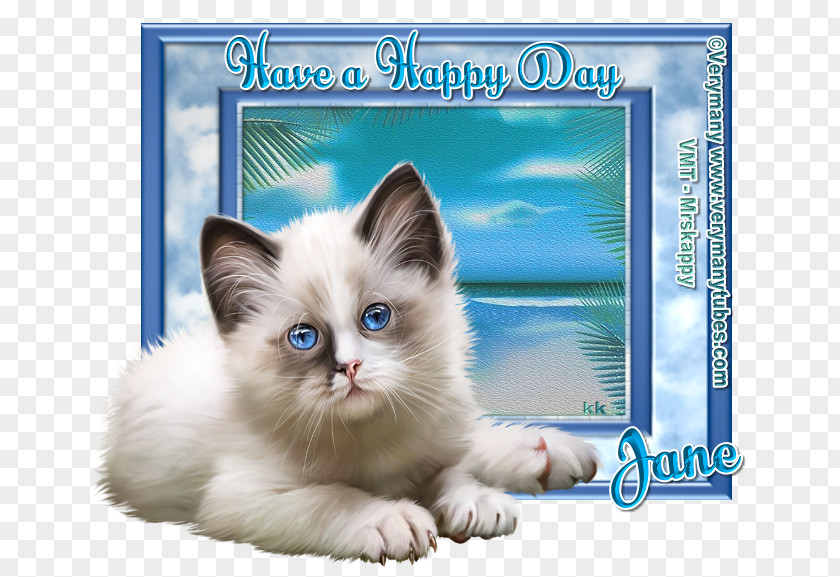 Kitten Ragdoll Birman PNG