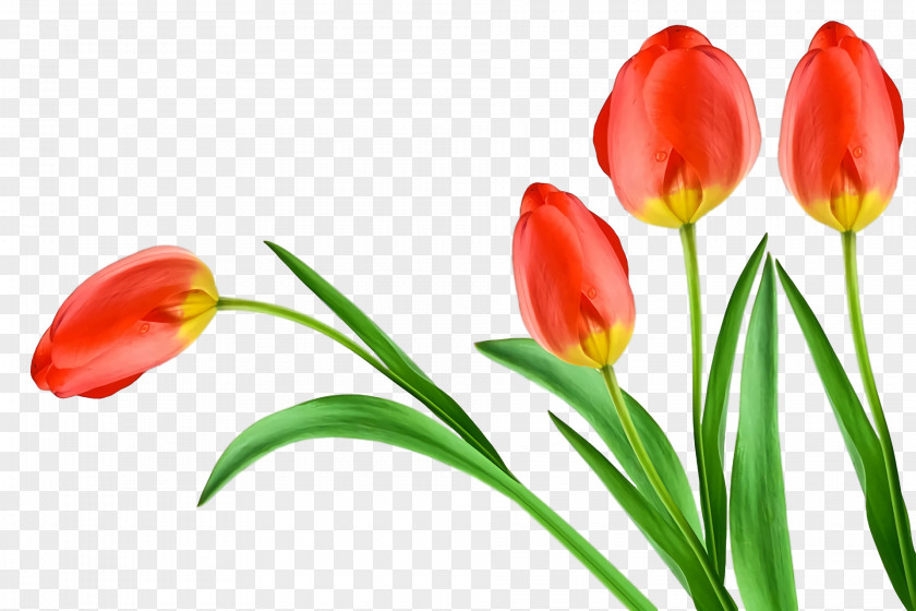 Plant Stem Cut Flowers Tulip Bud Petal PNG