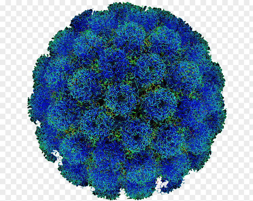 Cartoon Of Ferocious Virus Cells Poliomyelitis Poliovirus Disease Human Papillomavirus Infection PNG