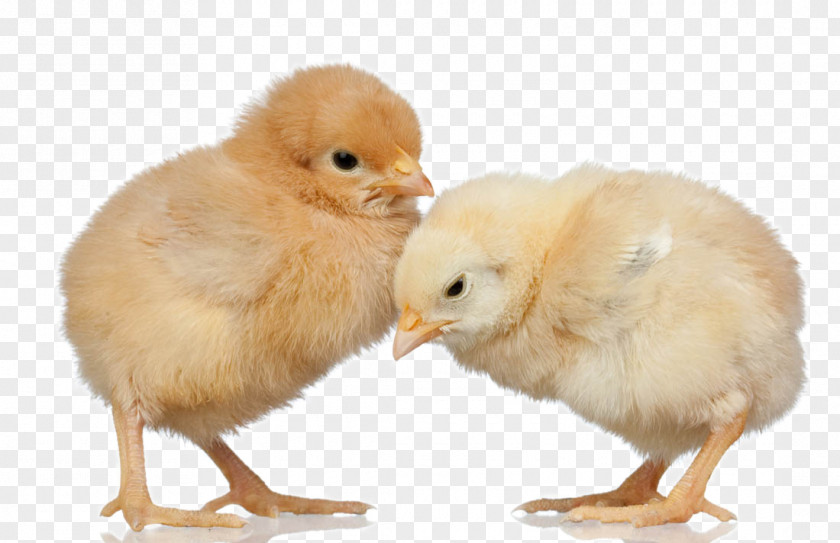 Cute Chick Silkie Broiler Poultry Farming PNG