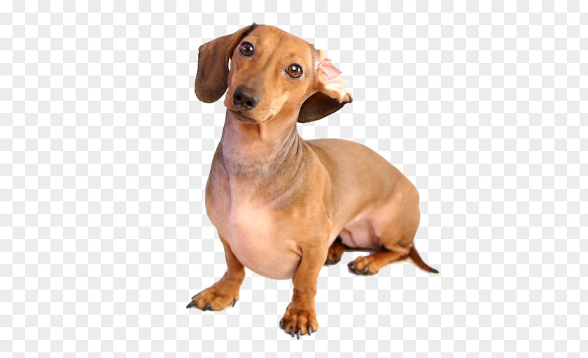 Dachshund German Pinscher Puppy Dog Breed Android PNG