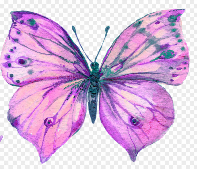 Grace Butterfly Watercolor Painting Art PNG