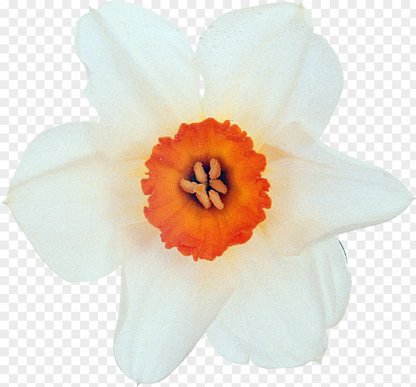 Narcissus Flower White Plant Petal PNG