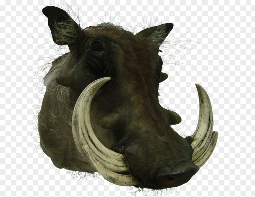 Pig Sculpture Snout Wildlife PNG