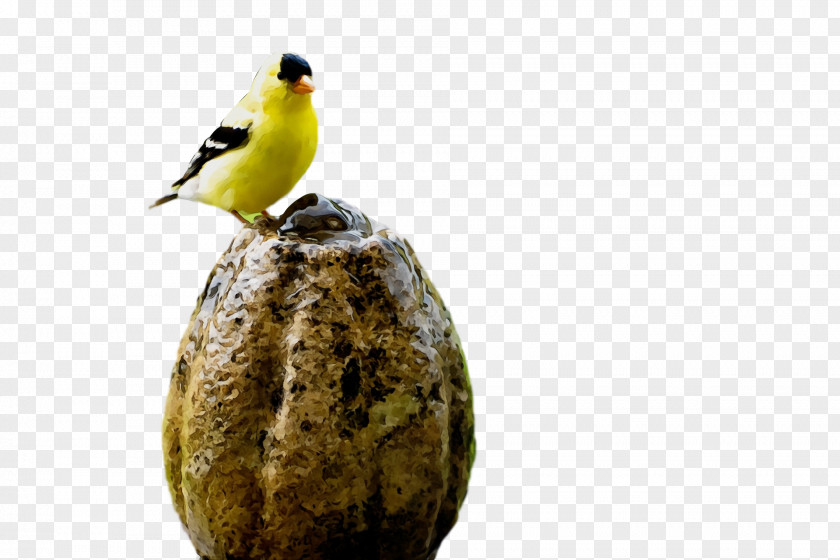 Birds Bird Food Finches Beak Biology PNG