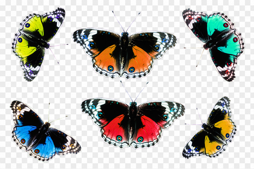 Butterfly Brush-footed Butterflies Insect PNG
