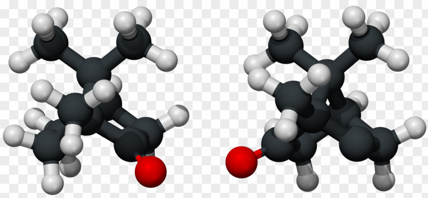 Camphor Tree Ball-and-stick Model Bornane Chemistry PNG