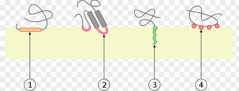 Integral Monotopic Protein Cell Membrane Biological PNG