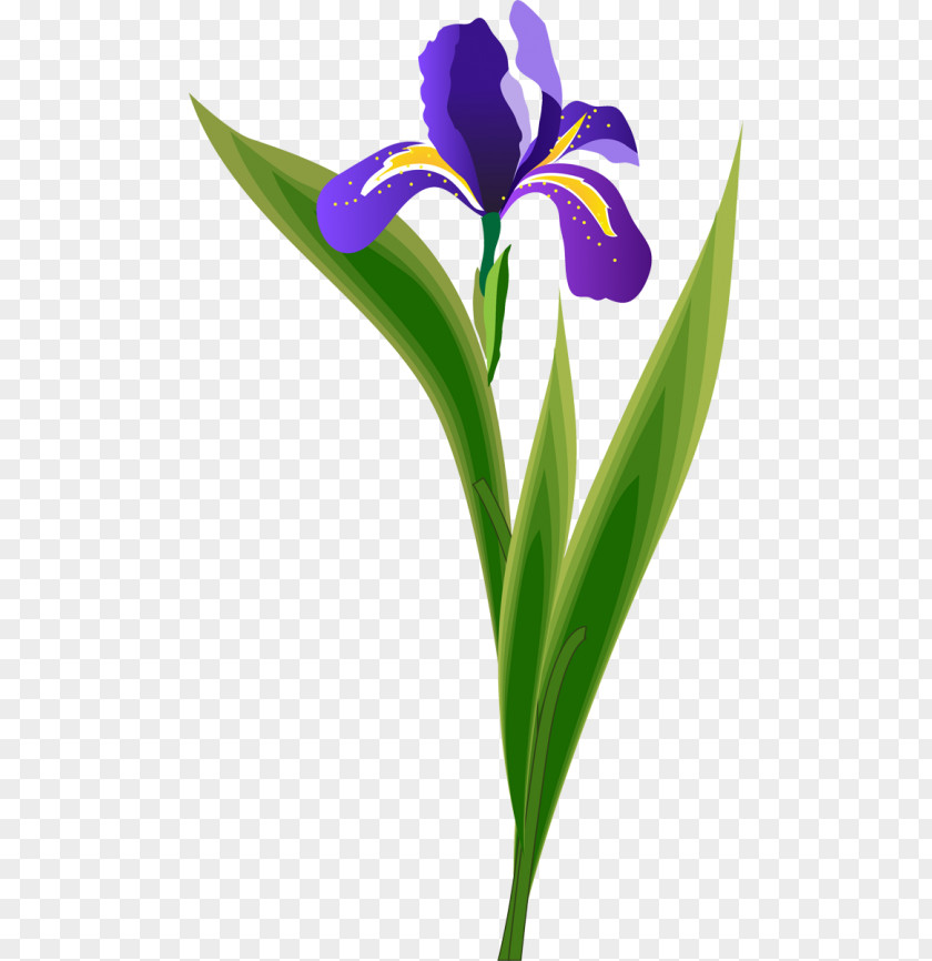 Iris Flower Data Set Family Northern Blue Flag Wall K-means Clustering PNG