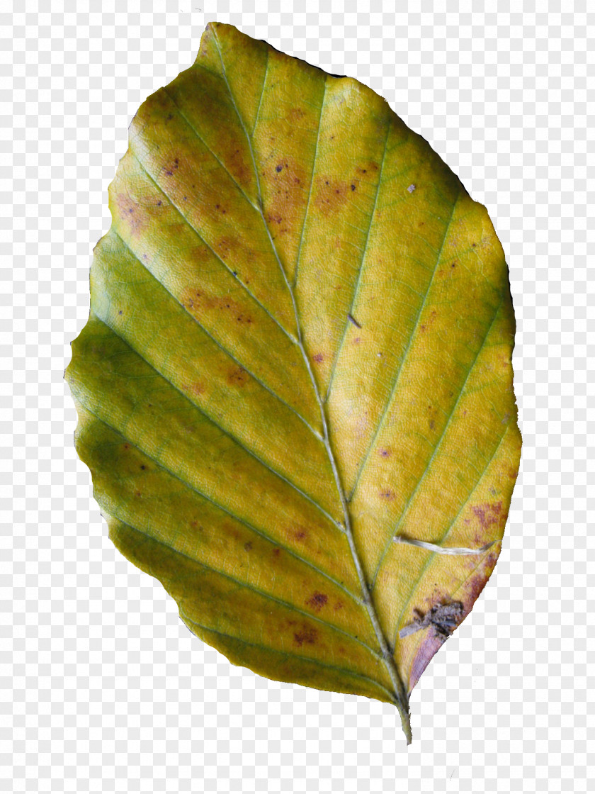 Leaf Research PDF Deciduous PNG