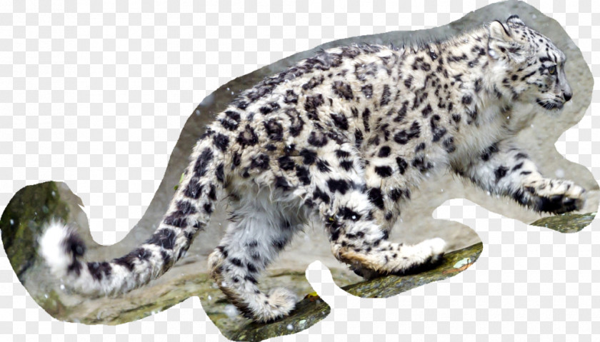 Leopard Skin Design Desktop Wallpaper Snow 1080p PNG
