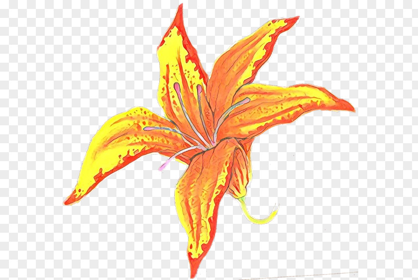 Orange PNG