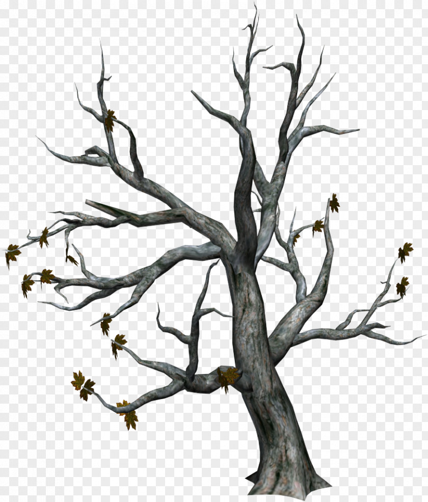 Almond Tree Branch Deciduous Trunk PNG