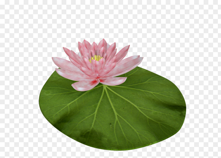 Floral Board Nelumbo Nucifera Lotus Seed White Clip Art PNG