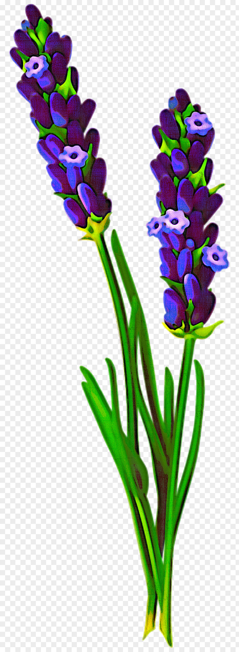 Flower Plant Cut Flowers Pedicel Stem PNG