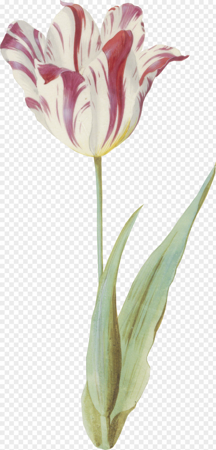 Tulip Cut Flowers Vase Plant Stem Petal PNG
