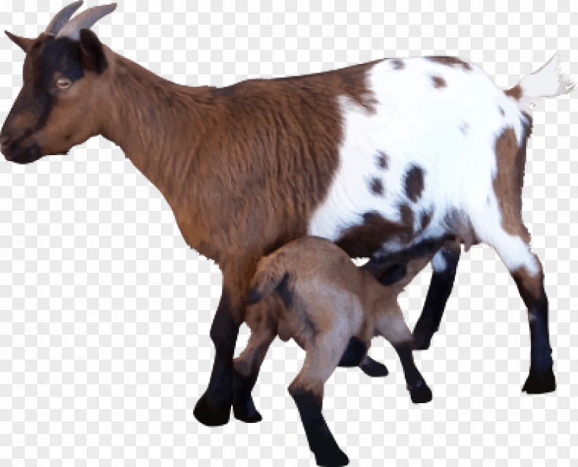 Goat Sheep Image Clip Art PNG