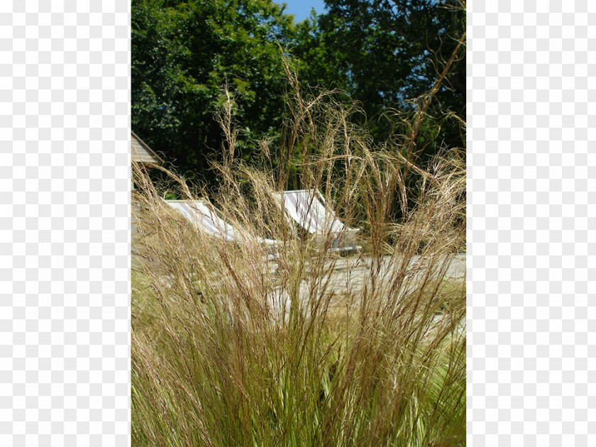 House Garden Vegetation Flora Swimming Pool PNG