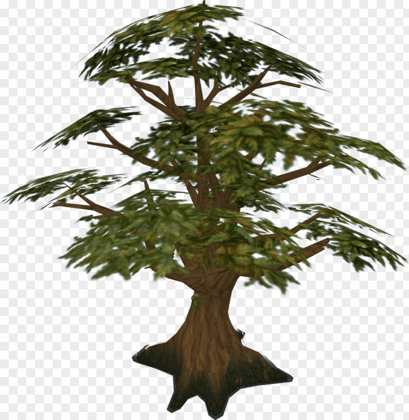 Oak Tree RuneScape Wikia Forest PNG