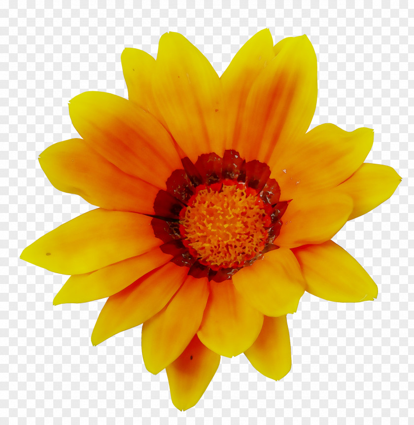 The Flower Fields Common Sunflower Image Transvaal Daisy PNG
