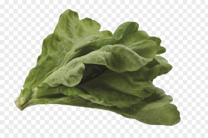 A Cabbage Romaine Lettuce Vegetable PNG