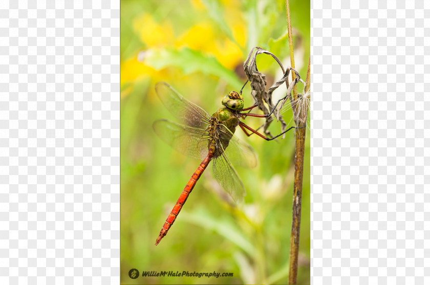 Dragonfly Insect Invertebrate Pest Arthropod PNG