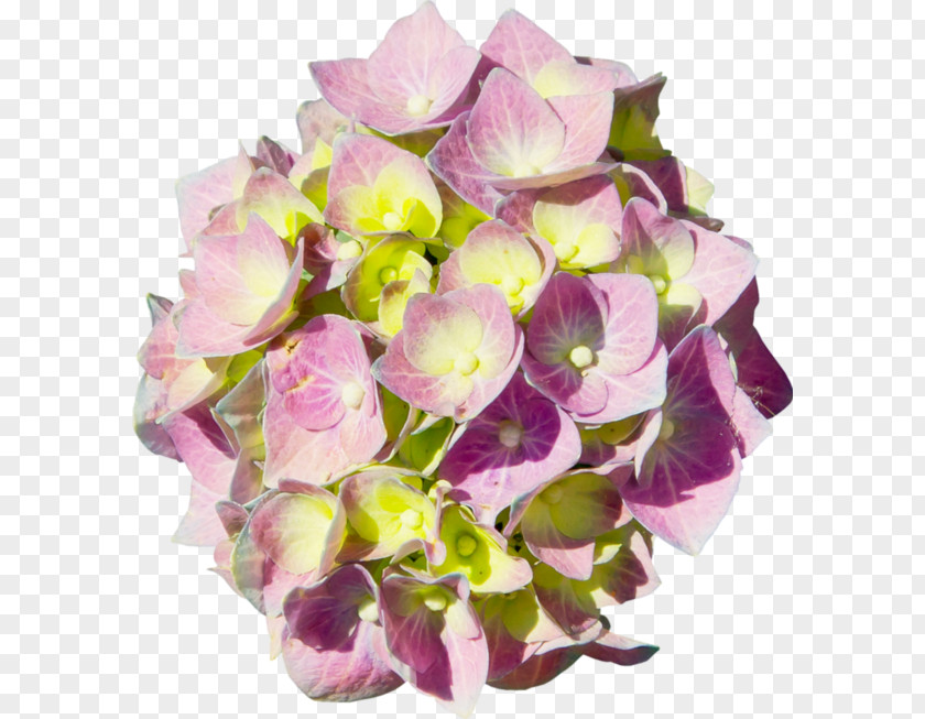 Flower Hydrangea Floral Design Cut Flowers Bouquet PNG