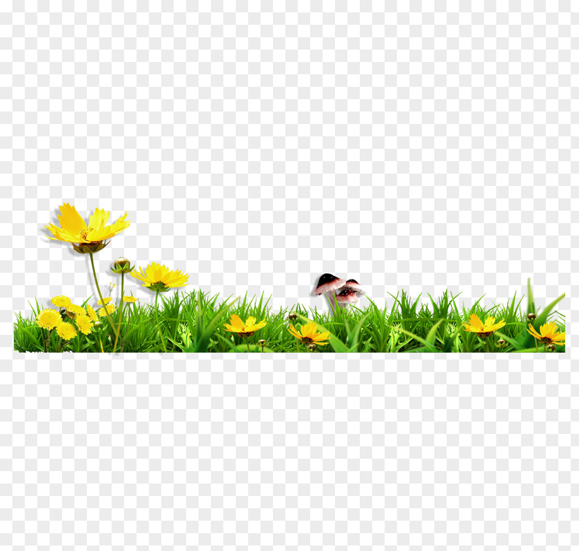 Grass Download PNG