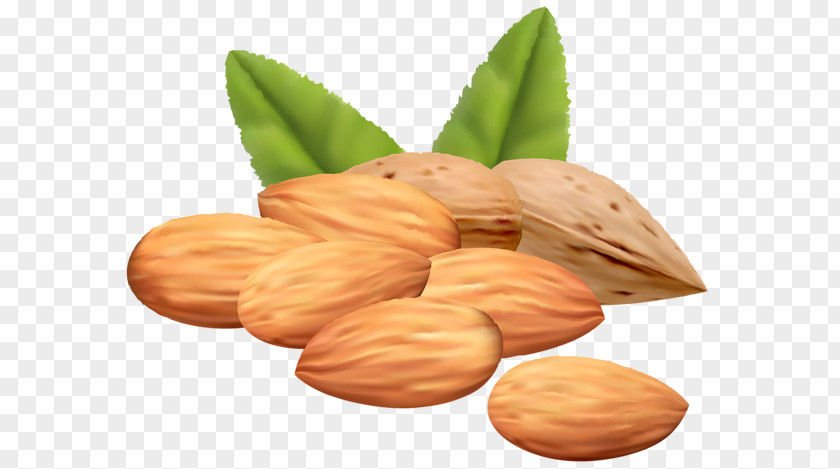 Nuts Mixed Pine Nut Clip Art PNG